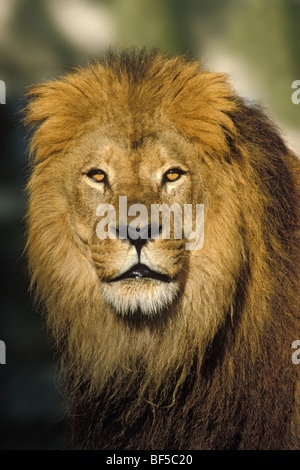 Leone africano (Panthera leo), maschio, ritratto, Africa Foto Stock