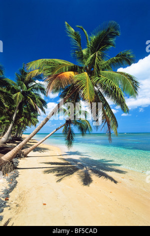 Gli alberi di cocco (Cocos nucifera), spiaggia, Repubblica Dominicana, dei Caraibi Foto Stock