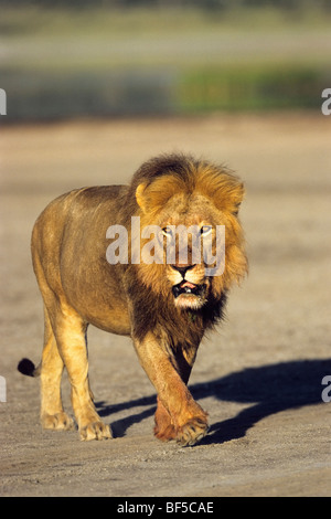 Leone africano (Panthera leo), maschio, Serengeti, Tanzania Africa orientale Foto Stock