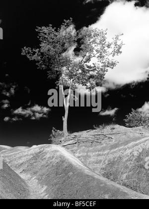 Unico albero che cresce su una ripida collina in Badlands Ontario Canada Foto Stock