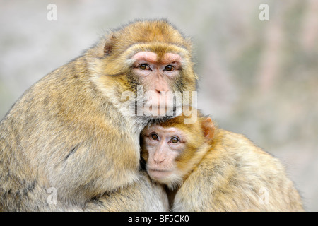 Barberia macachi (Macaca sylvanus) Foto Stock