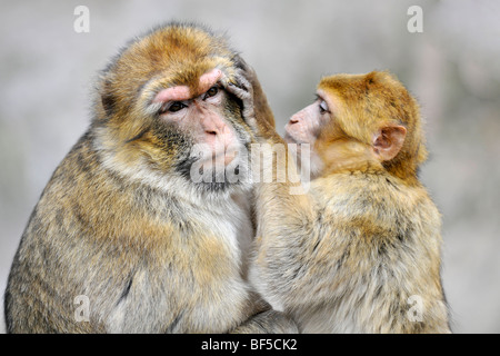 Barbary Macaque (Macaca sylvanus) Foto Stock