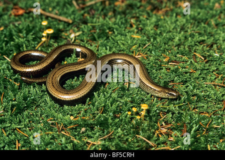 Slow Worm (Anguis fragilis) Foto Stock