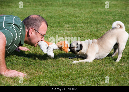 Un giovane maschio pug e il suo proprietario a giocare felicemente in un prato con un giocattolo di peluche Foto Stock