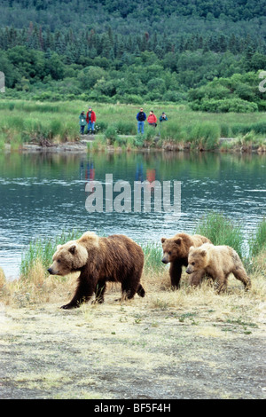 Orso bruno, Grizzly-Bear (Ursus arctos), femmina con i cuccioli, turisti, Katmai National Park, Alaska, STATI UNITI D'AMERICA Foto Stock