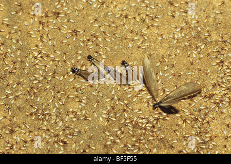 Termiti (Isoptera) sciamatura, foresta pluviale, India del Sud, Asia Foto Stock