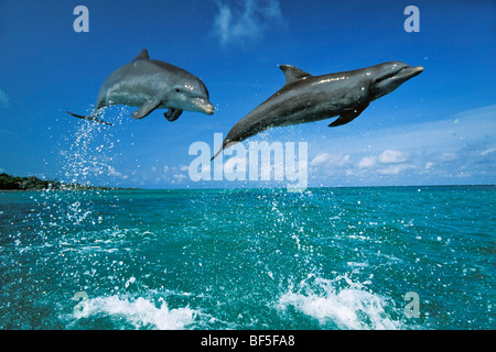 Bottlenosed delfini (tursiops truncatus) che saltava, dei Caraibi e America centrale Foto Stock