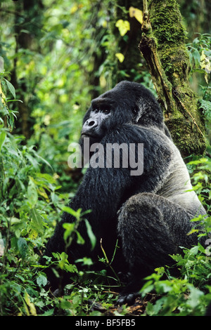 Mountaingorilla (Gorilla beringei), silverback, maschio, il Parco nazionale di Virunga, Zaire, Africa Foto Stock