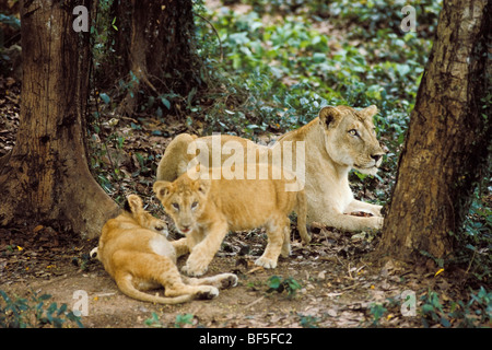 Asian Lion (Panthera leo persica), femmina con i cuccioli, India, Asia Foto Stock