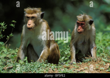 Cofano di scimmia (Macaca sinica), Sri Lanka, Asia Foto Stock