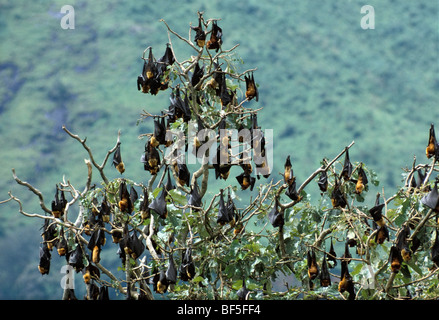 Volpi volanti (Pteropus giganteus) dormire nella struttura ad albero, India, Asia Foto Stock