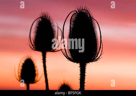 Teasel teste di seme stagliano contro il sole di setting Foto Stock