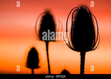 Teasel teste di seme stagliano contro il sole di setting Foto Stock