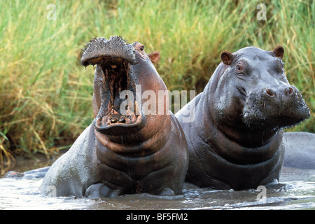 Ippopotami (Hippopotamus amphibius), Tanzania Africa orientale Foto Stock