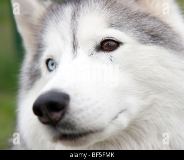 Siberian Husky, Islanda Orientale Foto Stock