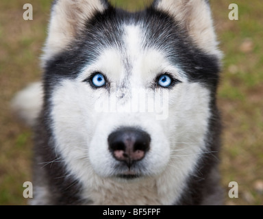 Siberian Husky, Islanda Orientale Foto Stock