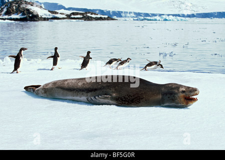 Mare Leopard (Hydrurga leptonyx), Adelie Pinguini (Pygoscelis adeliae), la speranza Bay, Antartide Foto Stock