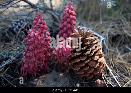 La specie, Sarcodes sanguinea, non ha clorofilla e così, a differenza della maggior parte delle piante, non riesce ad ottenere la sua energia direttamente da SUN. Essa invece è un parassita sui funghi che colonizzano le radici degli alberi di pino. Foto Stock