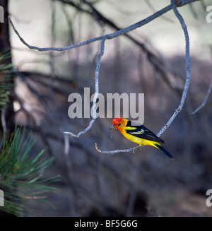 La Western Tanager, Piranga ludoviciana, è di medie dimensioni con American songbird. Collocate precedentemente nella famiglia tanager (Thraupidae), e gli altri membri del suo genere sono ora classificati nel cardinale famiglia (Cardinalidae). Foto Stock