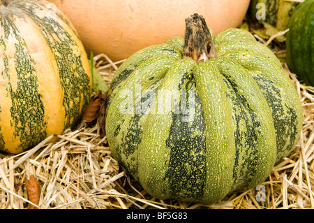 La zucca c un tonda Foto Stock