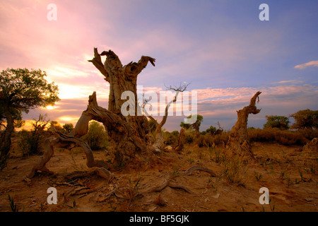 Magnifico tramonto in Tarim Eufrate Pioppo Riserva Naturale Nazionale, Xinjiang Uyghur Regione autonoma, Cina Foto Stock