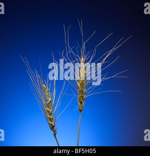 Erba di grano Foto Stock