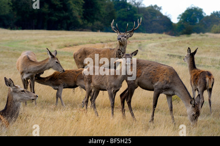 Un addio al celibato e il DOE deer soggiorno segnalazione mentre pascolando Foto Stock