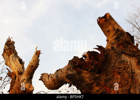 Tarim Eufrate Pioppo Riserva Naturale Nazionale, Xinjiang Uyghur Regione autonoma, Cina Foto Stock