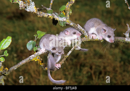 Fat ghiro (Glis glis), arrampicata giovani rami di un albero di mele Foto Stock