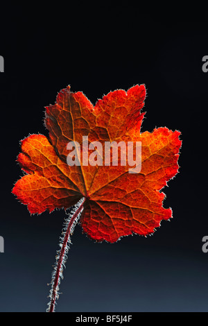 Alumroot o Coral campane (Heuchera sp.) foglie, retroilluminato Foto Stock