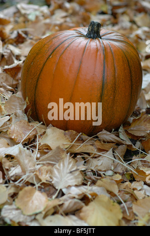 La zucca su foglie in giardino Foto Stock