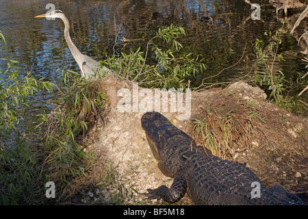 Airone blu e Alligator Foto Stock