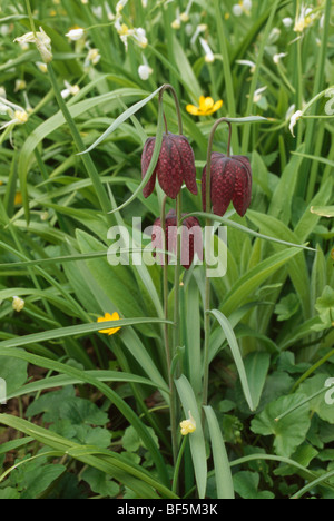 Close-up di viola snakeshead fritillary con renoncules e aglio selvatico. Foto Stock