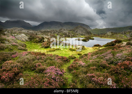 Piccolo tarn sul vertice di Haystacks, Lake District, Cumbria, Regno Unito Foto Stock