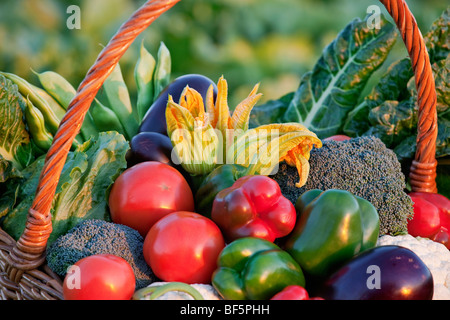 Mazzetto di fresche verdure organiche nel cestello di raccolta dal giardino Foto Stock