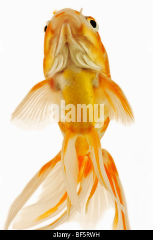Goldfish (Carassius auratus). Pesci di acqua dolce. Varietà di fantasia goldfish. Foto Stock