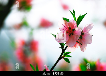 Peach blossom in primavera a Pechino, Cina Foto Stock