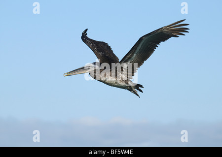 Pellicano marrone (Pelecanus occidentalis), immaturi in volo, Isole Galapagos, Ecuador, Sud America Foto Stock