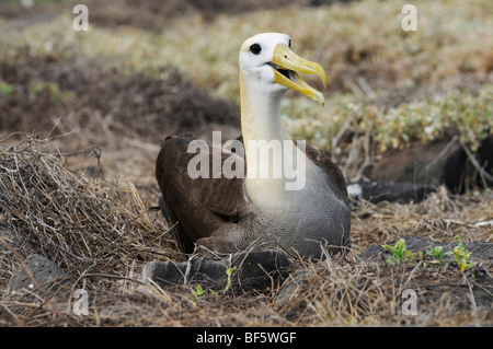 Albatro Galapagos (Diomedea irrorata), Adulto sul nido, all'Isola Espanola, Galapagos, Ecuador, Sud America Foto Stock