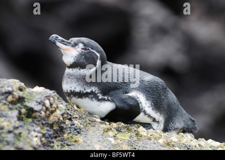 Gal pagos Penguin (Spheniscus mendiculus), Adulto su roccia, Bartolomé Island, Galapagos, Ecuador, Sud America Foto Stock