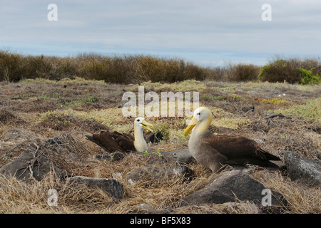 Albatro Galapagos (Diomedea irrorata), la coppia sul nido, all'Isola Espanola, Galapagos, Ecuador, Sud America Foto Stock