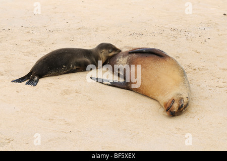 Le Galapagos Sea Lion (Zalophus wollebaeki), giovani infermieristica, all'Isola Espanola, Galapagos, Ecuador, Sud America Foto Stock