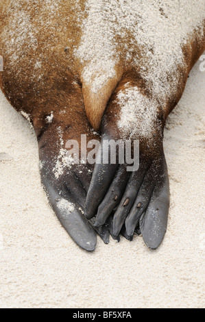 Le Galapagos Sea Lion (Zalophus wollebaeki), adulti piedi, all'Isola Espanola, Galapagos, Ecuador, Sud America Foto Stock