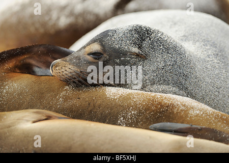 Le Galapagos Sea Lion (Zalophus wollebaeki), adulto in spiaggia, all'Isola Espanola, Galapagos, Ecuador, Sud America Foto Stock