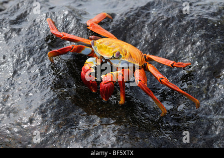 Sally Lightfoot Crab (Grapsus grapsus), Adulto, Espa ola Isola, Galapagos, Ecuador, Sud America Foto Stock