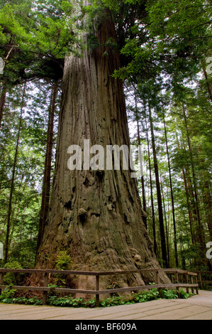 La Fraternità albero di sequoia, sul regno dei Trees Trail, alberi di mistero del Norte County, California Foto Stock