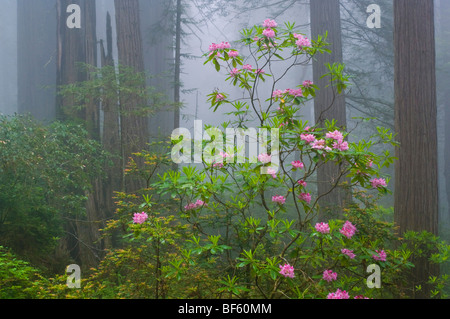 Wild fiori di rododendro in fiore, alberi di sequoia, e la nebbia nella Foresta, Parco Nazionale di Redwood in California Foto Stock