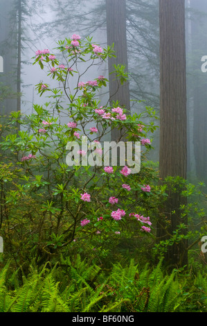 Wild fiori di rododendro in fiore, alberi di sequoia, e la nebbia nella Foresta, Parco Nazionale di Redwood in California Foto Stock