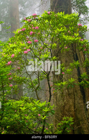 Wild fiori di rododendro in fiore, alberi di sequoia, e la nebbia nella Foresta, Parco Nazionale di Redwood in California Foto Stock