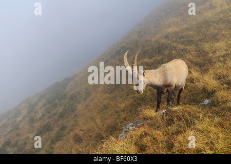 Stambecco delle Alpi (Capra ibex), buck standing, Niederhorn, Interlaken, Svizzera, Europa Foto Stock